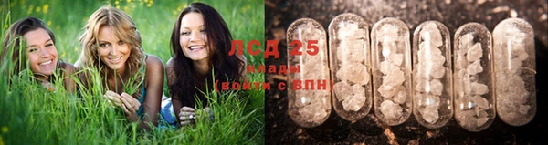трава Магас