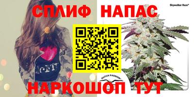 стафф Дубна